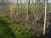Dyrehegn. Højde:1,5m. Længde:50m. Overflade: Aluzink