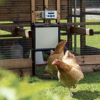 Hønselemsåbner "Chickenguard"